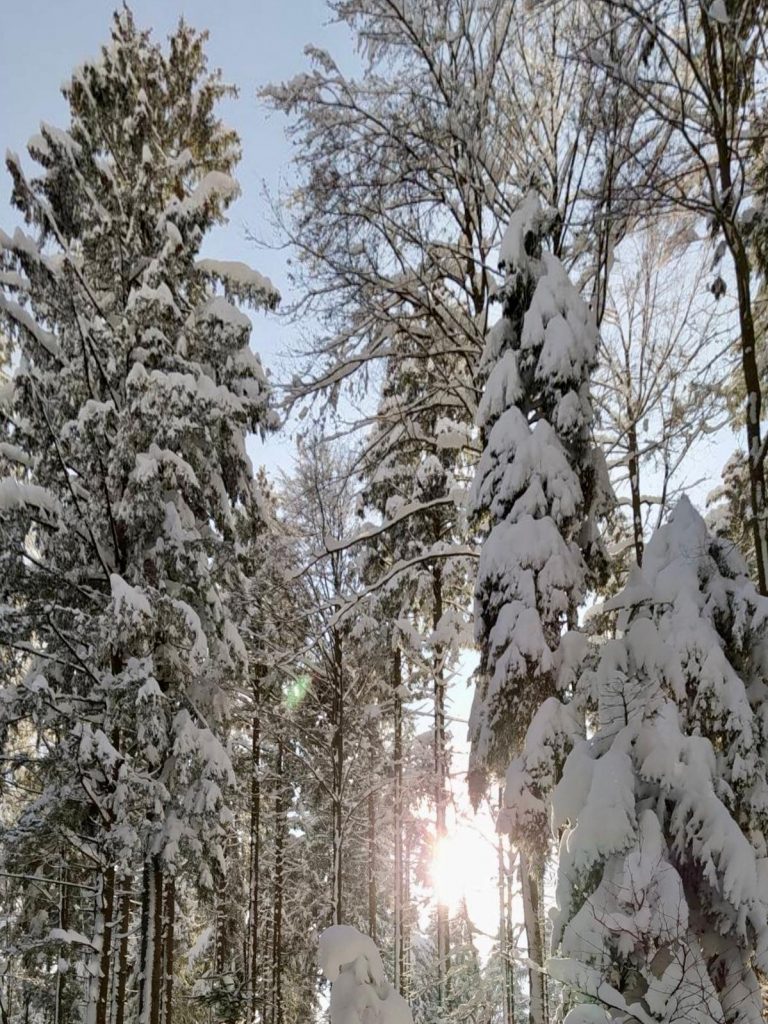 Verschneiter Mischwald an einem sonnigen Wintertag.